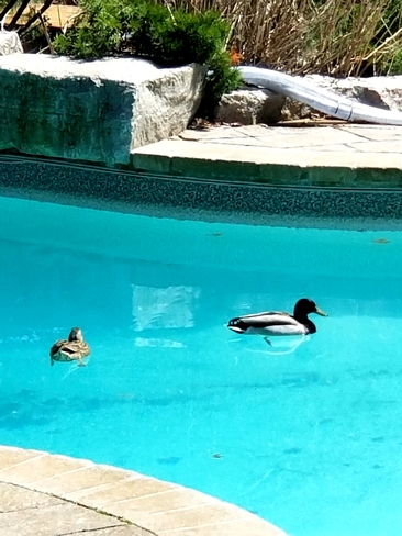 pool ducks Newmarket, ON
