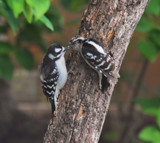 woodpeckers Chatham-Kent, ON