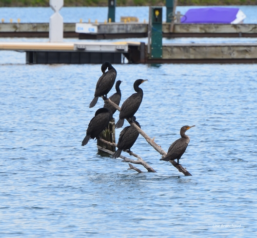 Petite famille de cormorans Embrun, ON