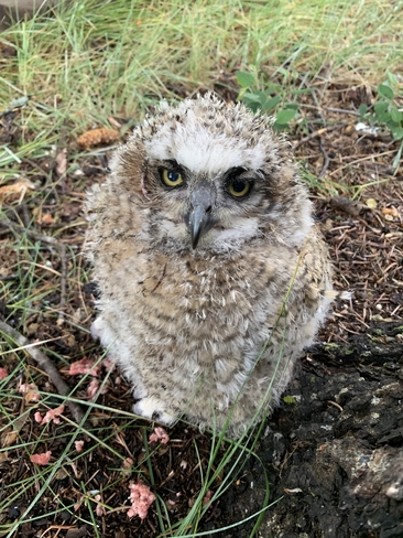 Baby Owl Theodore, Saskatchewan, CA