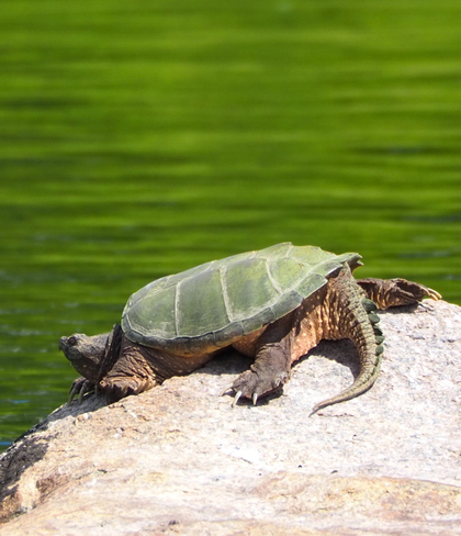 Large snapping turtle Pinawa, Manitoba, CA