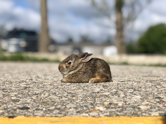 Baby Bunny London, Ontario, CA