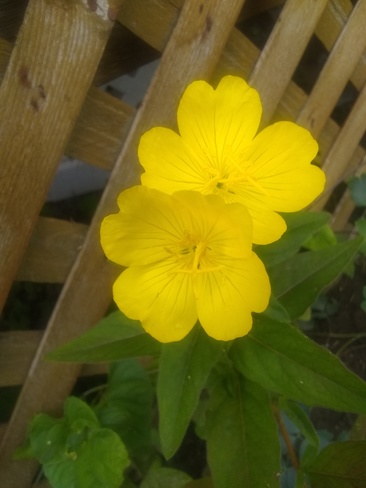 belle fleur jaune Mirabel, QC