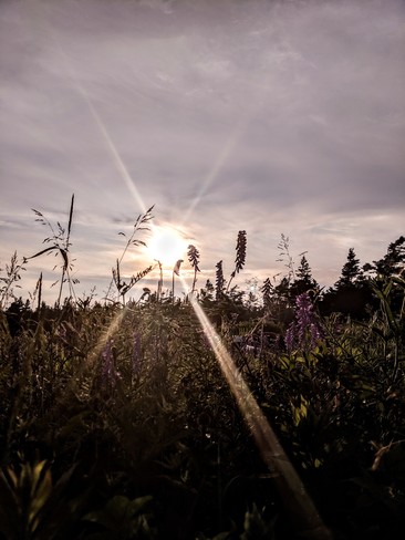Sun behind tall grass Lawrencetown Beach Provincial Park, NS