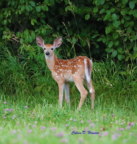 Fawn South Stormont, ON