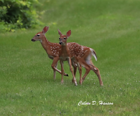 Twin Fawns South Stormont, ON