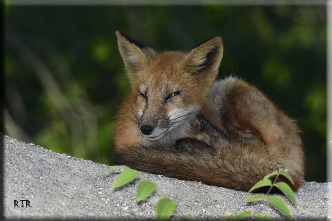 Fox Portrait! Corruna