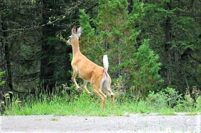 Whitetail Deer Leaping into the Woods Radium Hot Springs, BC