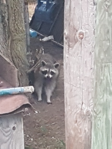 Family of raccoons enjoying our backyard Chelmsford, ON