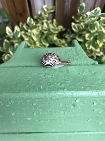 Snail Stevensville, Ontario, CA