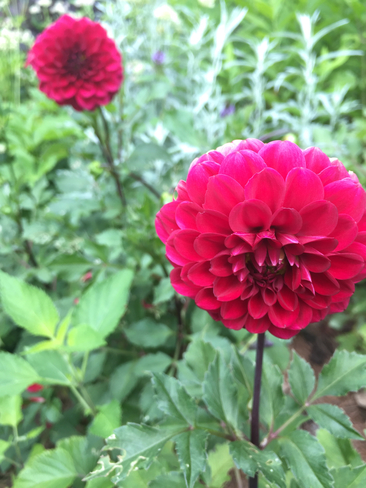 Flower Berkshire, Massachusetts, US