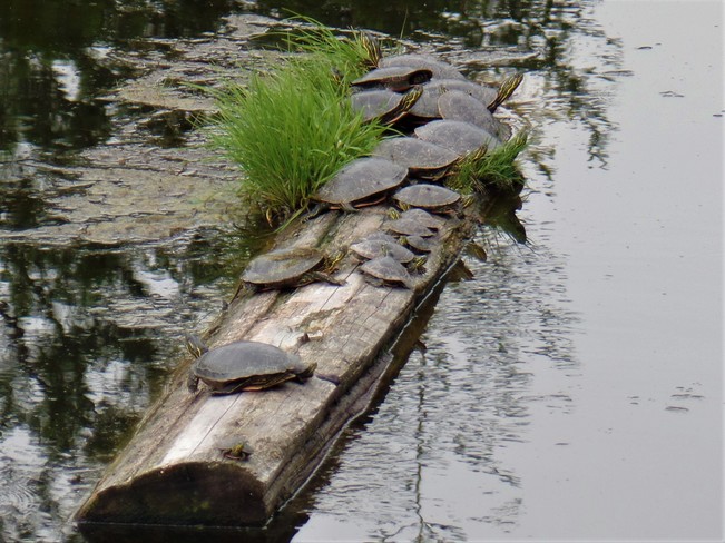 Turtles Nelson, BC