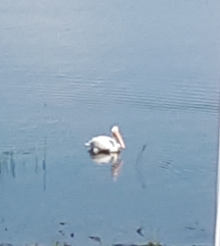 pelican St. Vincent, AB