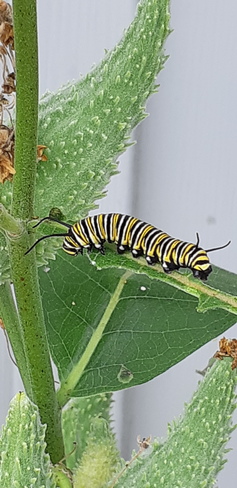 Monarch Butterfly Caterpillar Frankford, Quinte West, ON