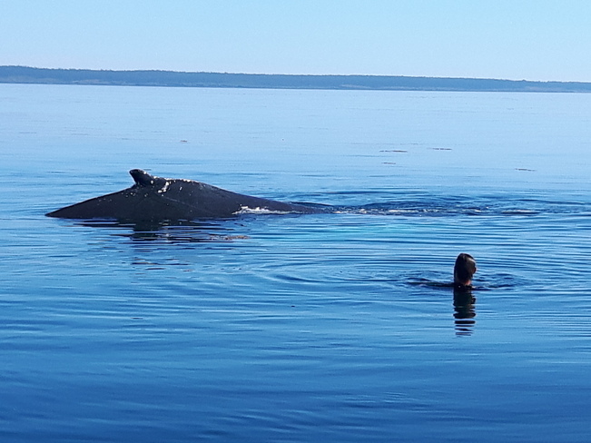 Afternoon Swim Bay of Fundy, Nova Scotia
