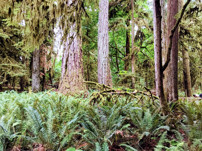 Forest. Nanaimo, British Columbia, CA