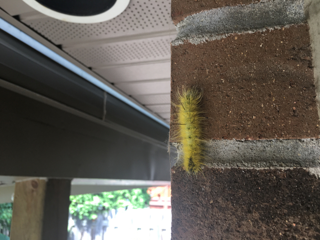 Caterpillar Essex, Ontario, CA