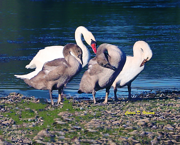 Mute Swan Cygnets South Stormont, ON