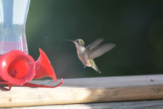 female ruby throated hummingbird georgetown, ontario, canada Georgetown, Halton Hills, Ontario, Canada