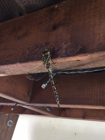Pretty green dragonfly Hanmer, Ontario, CA