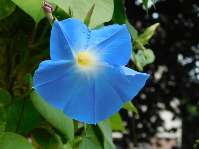 You know itâ€™s late August when the blue morning glories start to bloom... Ajax, ON