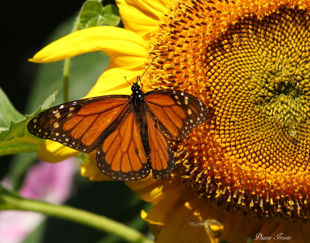 Sunflower Monarch Napanee,ON