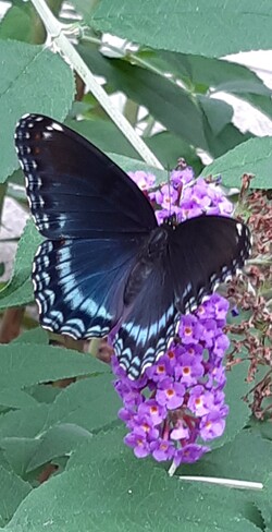 My butterfly bush had a visitor. Strathroy, ON