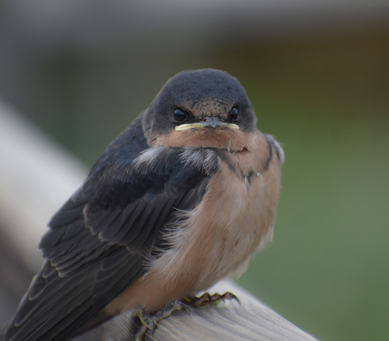 Baby barn swallow St. Albert, Alberta, CA