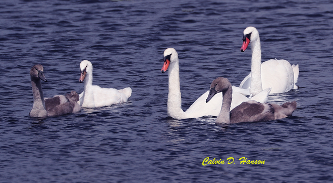 Mute Swan family Ingleside, Ontario