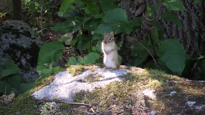 these chipmunks are so funny. many times they just freeze hoping you wont see t southampton, ontario