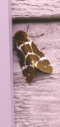 Papillon girafe Amherst, QC