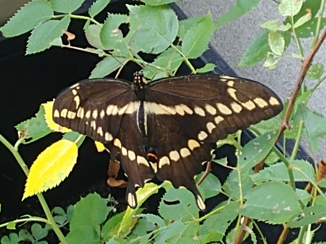 papillon Blainville, QC