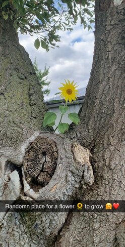 sunflower Amherstburg, ON