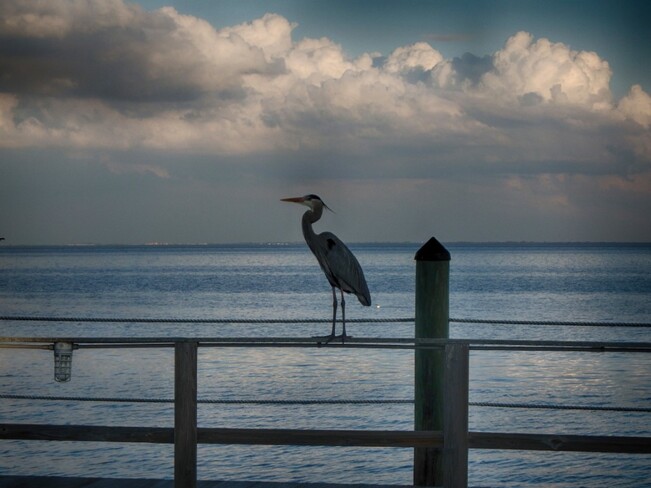 blue heron tampa bay, florida, usa Tampa Bay, Florida, USA