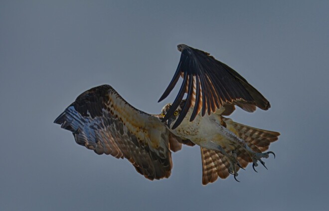Osprey tampa bay, florida usa Tampa Bay, Florida, USA
