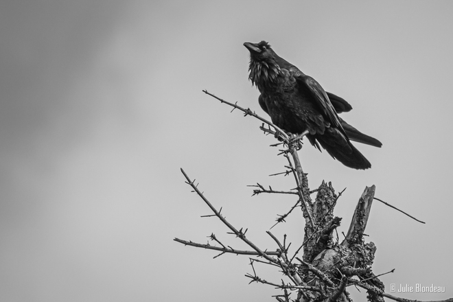 MaÃ®tre Corbeau sur un arbre perchÃ© Mont-Tremblant, QC J8E 1E7, Canada