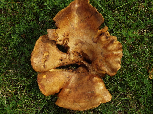 strange looking mushrooms this year Thunder Bay, ON