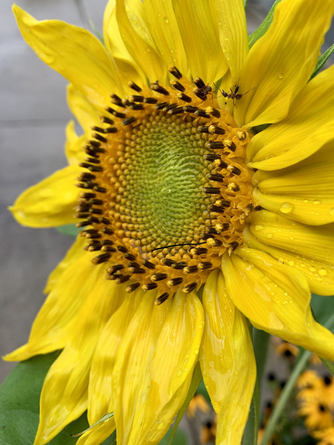 Raindrops on a sunflower Hope, British Columbia, CA