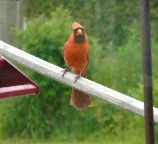Morning Cardinal McAdam, NB