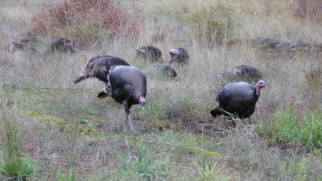 Wild turkeys Grand Forks, BC