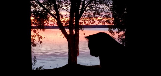 cat silhouette Bardolph, ON