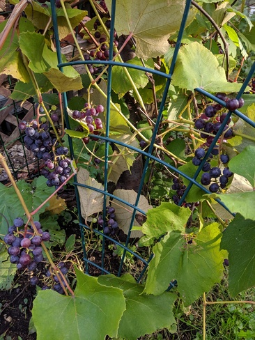 vigne de raisin bleu Saint-Lambert, QC