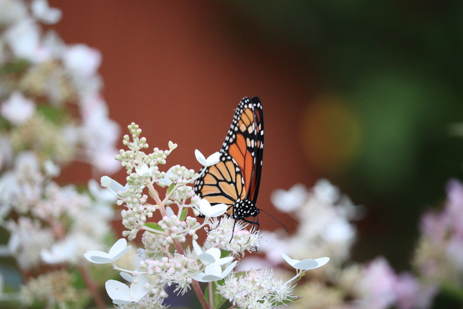 papillon monarque en ce 19 sept. Namur, QC