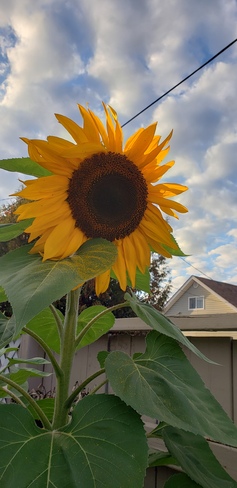 Sunflower!! Timmins, ON