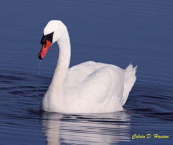 The male Mute Swan South Stormont, ON
