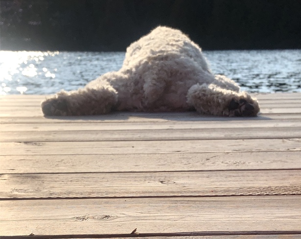 Last dog days of summer Elliot Lake, ON
