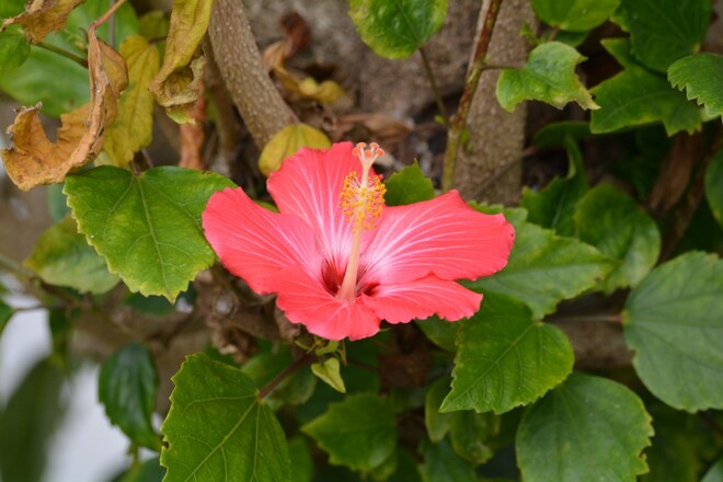 hibiscus tampa bay, florida, usa Tampa Bay, Florida, USA