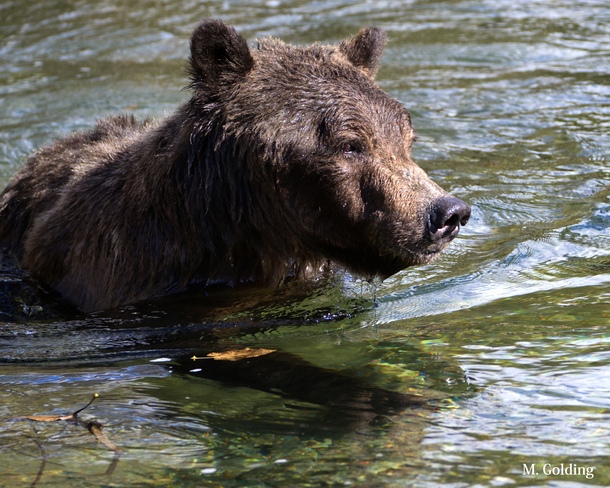 GRIZZLY Bute Inlet, Comox-Strathcona J, BC