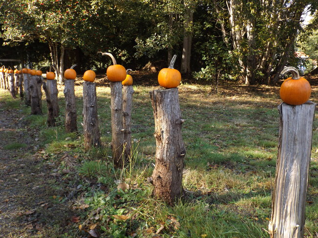 pumpkin fence Courtenay, BC V9J 1X4, Canada