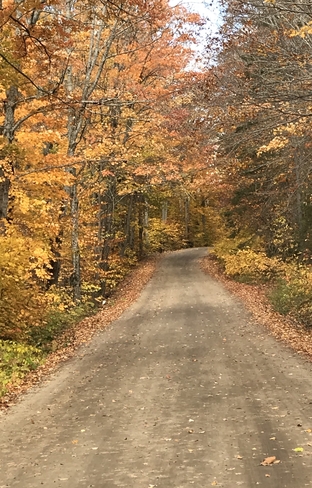 Fall pathway Algonquin, Ontario, CA